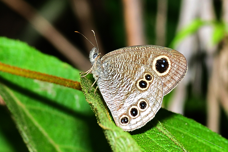 波と蝶 Ypthima angustipennis 狹翅波眼蝶- DearLep 物種頁面